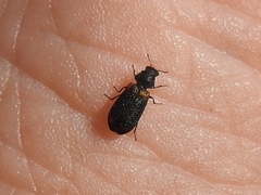 Melyrodes basalis