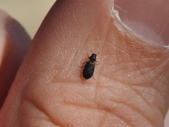 Melyrodes basalis