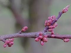 Prunus cerasifera pissardii