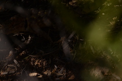 Sceloporus bimaculosus