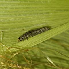 Spodoptera