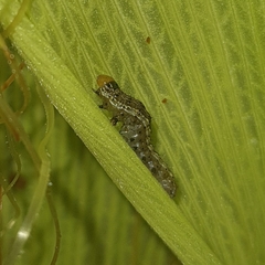 Spodoptera