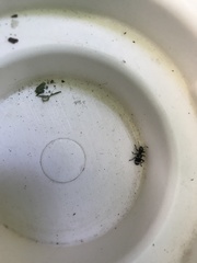 Thanasimus undatulus