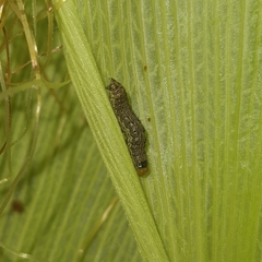 Spodoptera