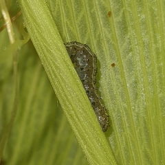 Spodoptera