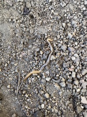 Geophilus regnans