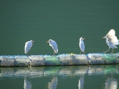 Bubulcus ibis