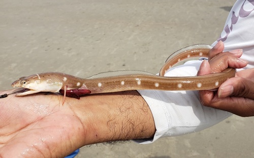 Bleekvlek-slangaal (Ophichthus puncticeps) — Ophichthidae — 3