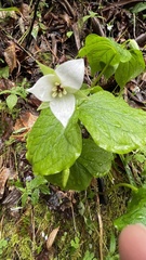 Trillium simile