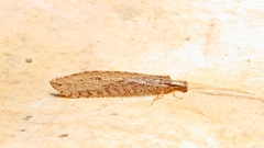 Stenosmylinae