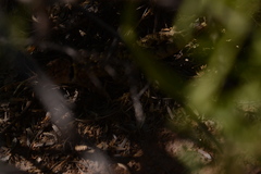 Sceloporus bimaculosus