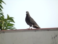 Columba livia