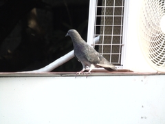 Columba livia