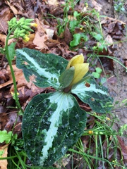 Trillium decipiens