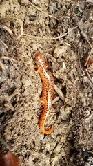 Pseudotriton ruber ruber