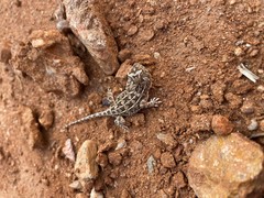 Tympanocryptis petersi
