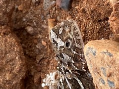 Tympanocryptis petersi