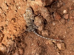 Tympanocryptis petersi