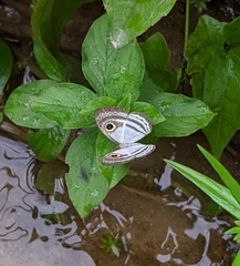Leucochimona hyphea