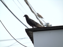 Columba livia