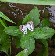 Leucochimona hyphea