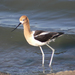 American Avocet - Photo (c) C.V. Vick, some rights reserved (CC BY-NC-ND)