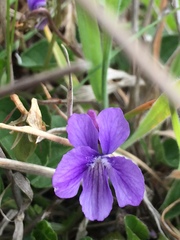 Viola adunca adunca