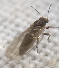 Triozidae
