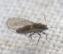 Triozidae