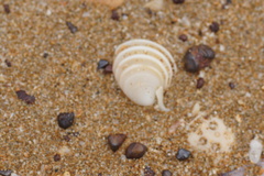 Placamen gravescens