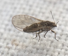 Triozidae