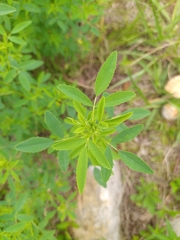 Melilotus suaveolens