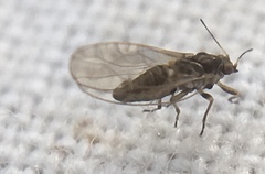Triozidae