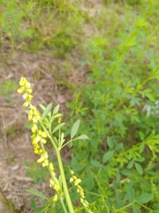 Melilotus suaveolens