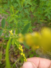 Melilotus suaveolens