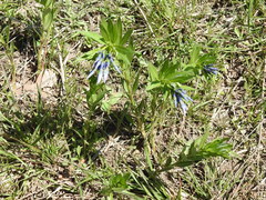 Amsonia ciliata