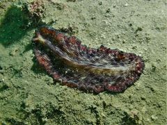 Pseudobiceros fulgor