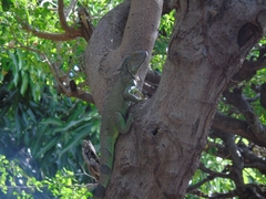 Iguana iguana