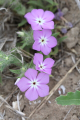 Phlox glabriflora