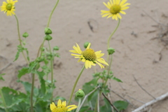 Tetragonotheca repanda