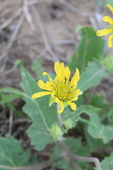 Tetragonotheca repanda