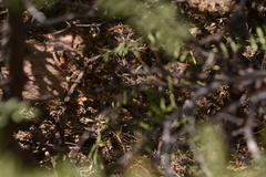 Sceloporus bimaculosus