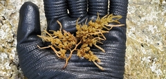 Sargassum obtusifolium