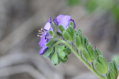 Phacelia patuliflora