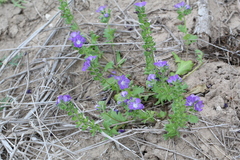 Phacelia patuliflora