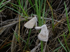 Aricoris arenarum