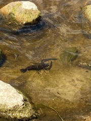 Macrobrachium carcinus