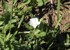 Callirhoe alcaeoides
