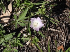 Callirhoe alcaeoides