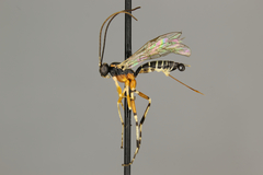 Phytodietus solicitanae